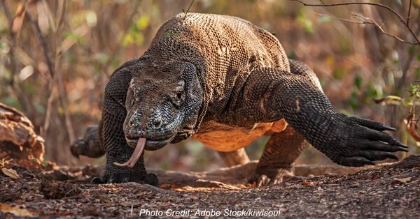 Komodo Dragons Have Powerful Claws, Serrated Teeth, AND Deadly Venom! It  Hardly Seems Like A Fair Fight - The Rainforest Site News