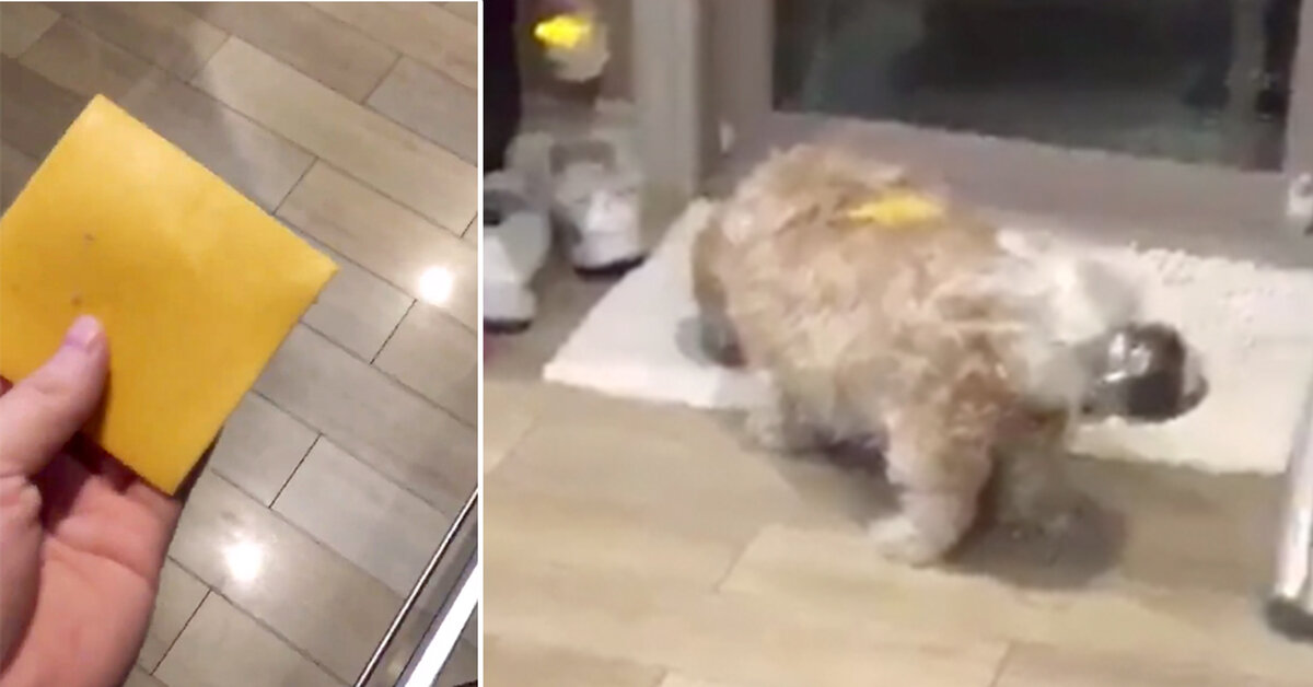 ‘Dog Cheese’ Is A Hilarious New Viral Trend, And Here’s The Video That