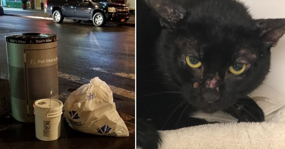 Cats Abandoned In Sealed Buckets In Nyc The Animal Rescue Site News
