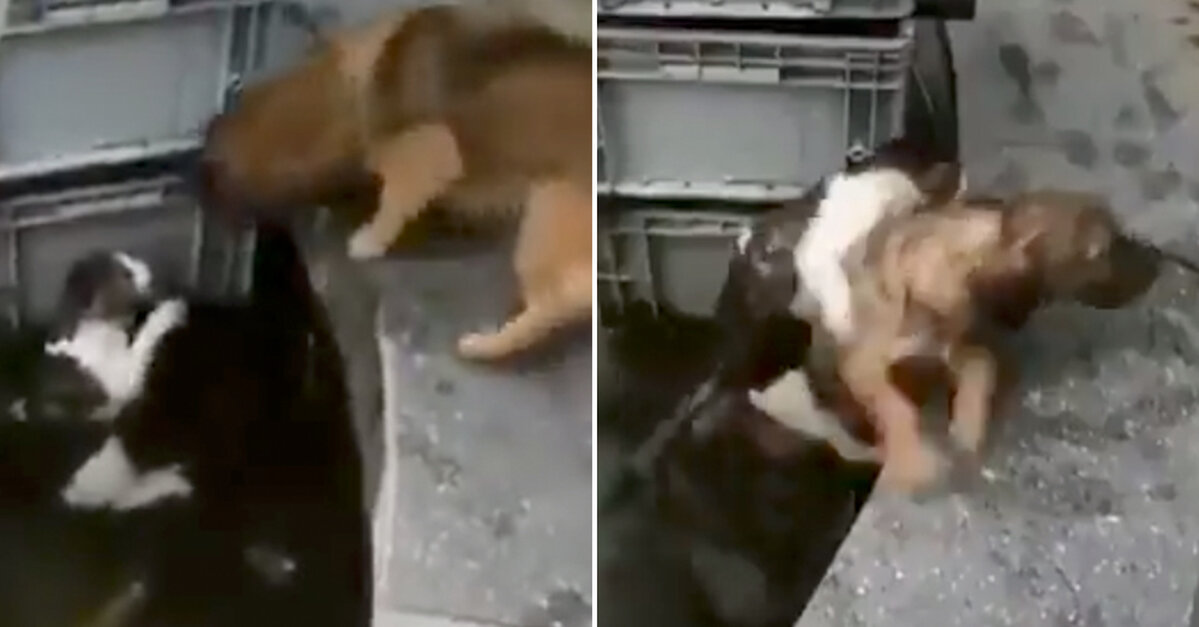 Dog Rescues Cat From Drowning In 