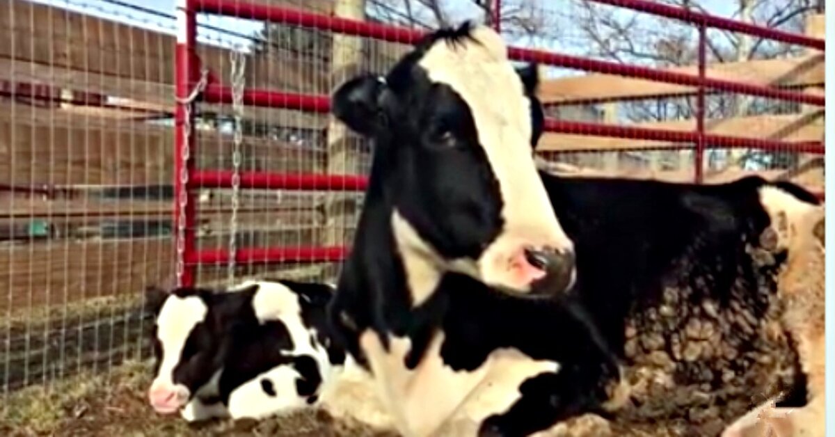 Pregnant Cow Leaps From Slaughter Truck And Inspires New ...
