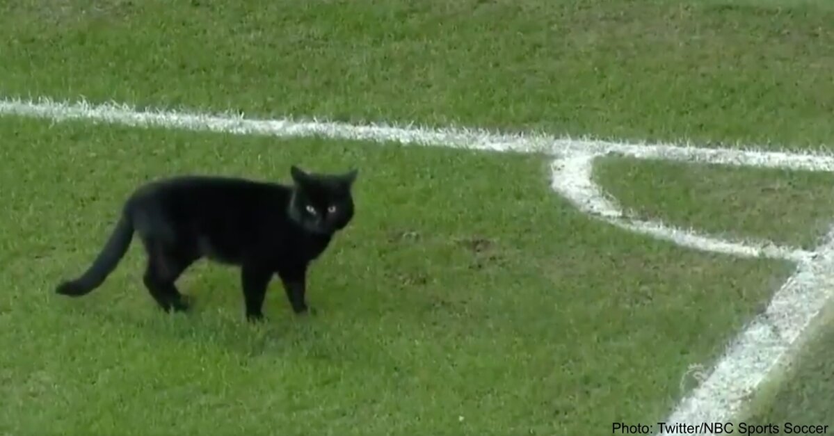 ljestve razumijevanje Na vrijeme  Black Cat Interrupts English Soccer Match - The Animal Rescue Site News
