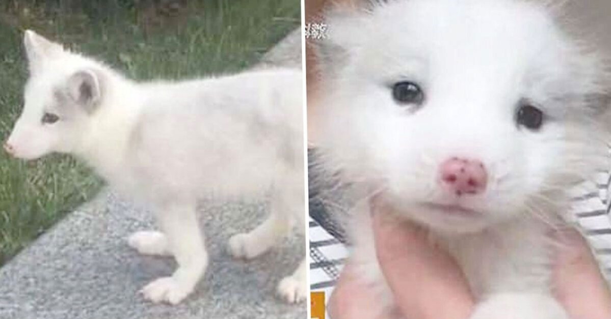 After Raising This 'Puppy' For A Year, Woman Discovers She's Living With A White  Fox - The Animal Rescue Site News