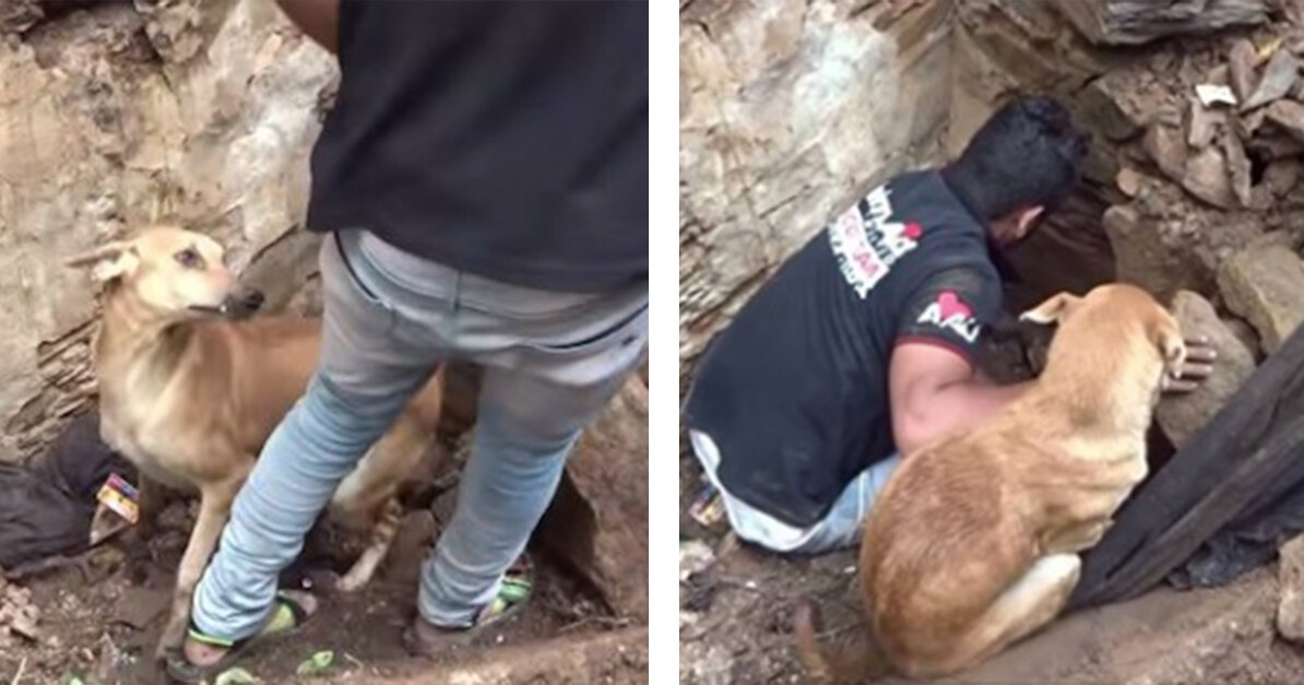 Mother Dog Begs Rescuers To Help Dig After The House Collapsed And Buried Her Puppies - The Animal Rescue Site News