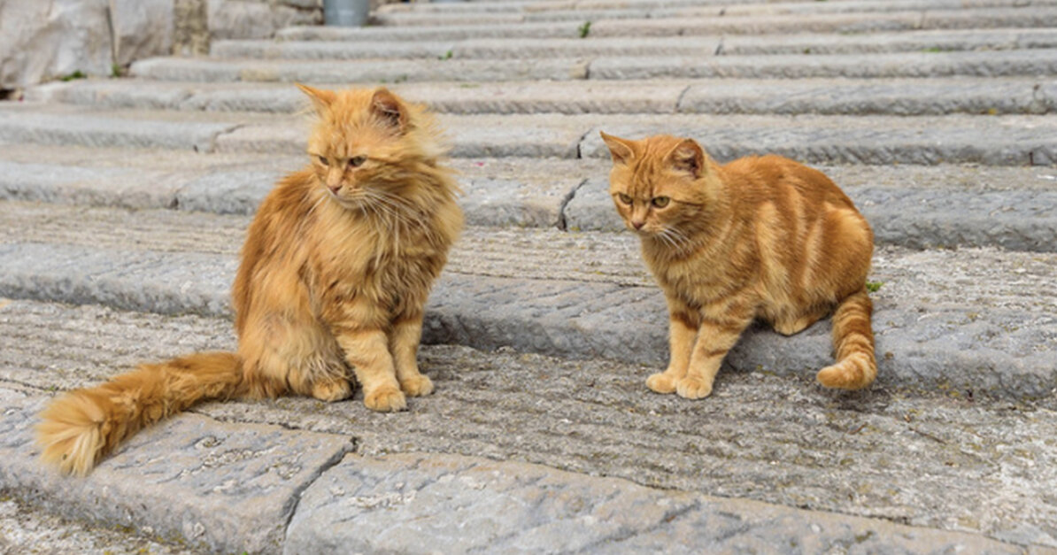 Australian Cat Owners Get Fined For Having More Than Two Cats - Animal Rescue News