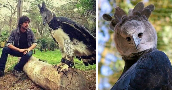 The Harpy Eagle Is So Big That People Think It's A Human Dressed Up As ...