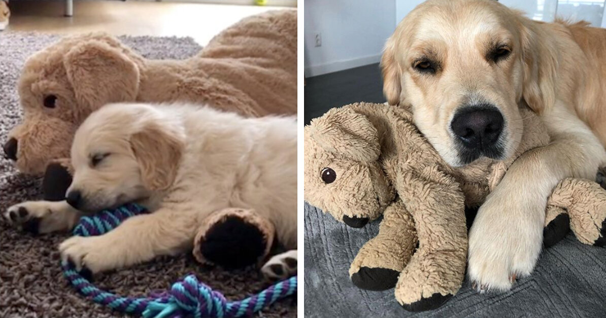 Dog Refuses To Go Anywhere Without His Look-A-Like Stuffed Animal That He  Grew Up With - The Animal Rescue Site News