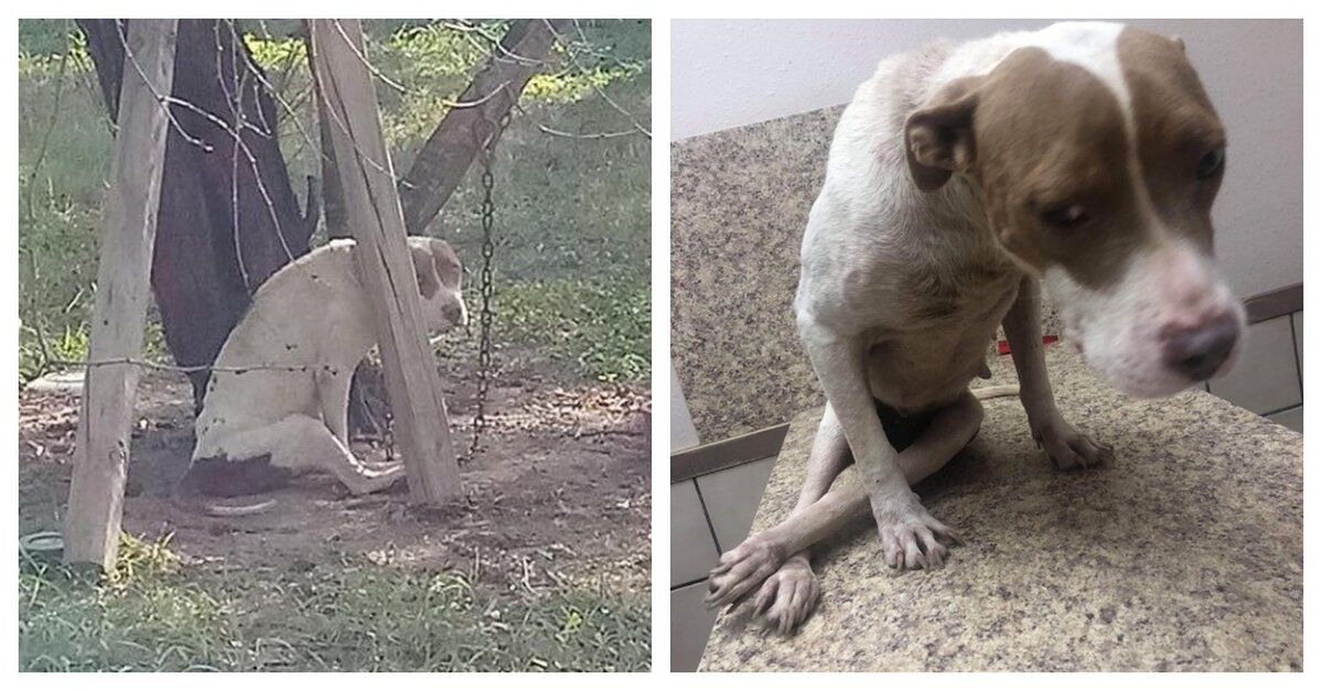 Paralyzed And Malnourished Dog Kept Chained To A Tree Is Finally Rescued -  The Animal Rescue Site News