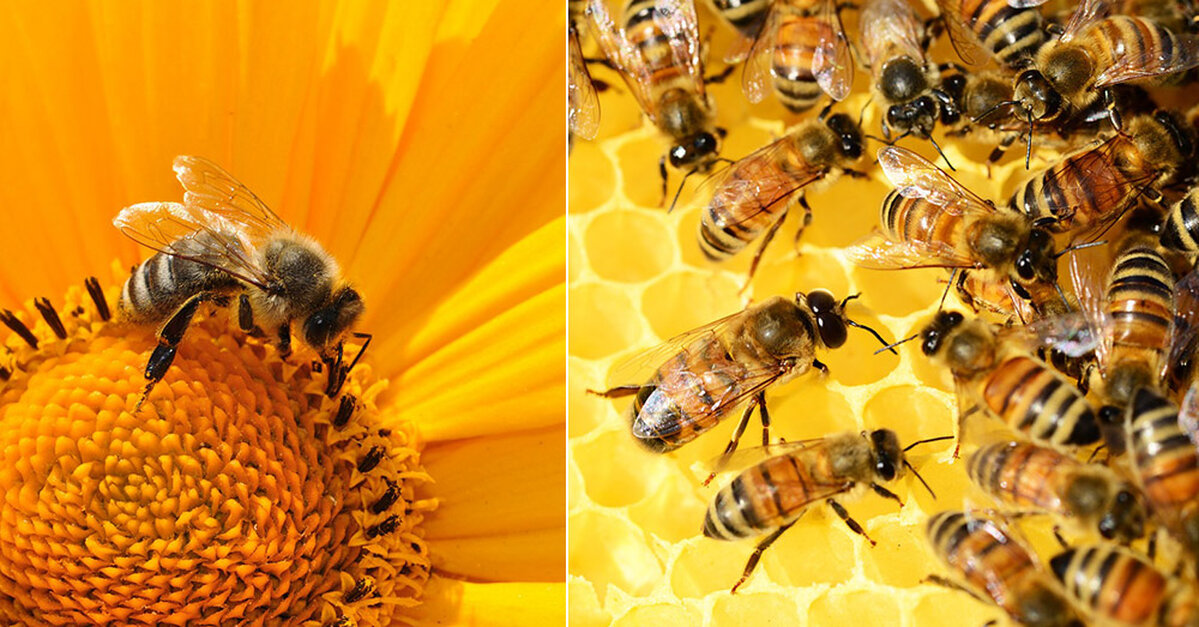 Bees Are The Most Important Creatures On The Planet, Just Try Living  Without Them - The Animal Rescue Site News