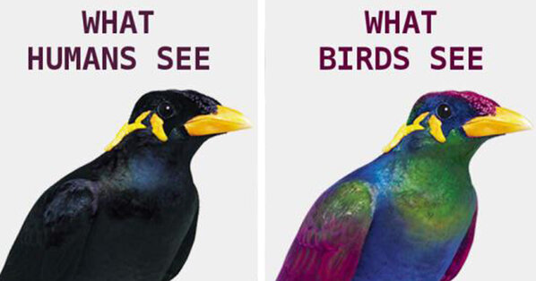 How Birds See The World Compared To Humans The Earth Site News,Card Game Spoons Instructions