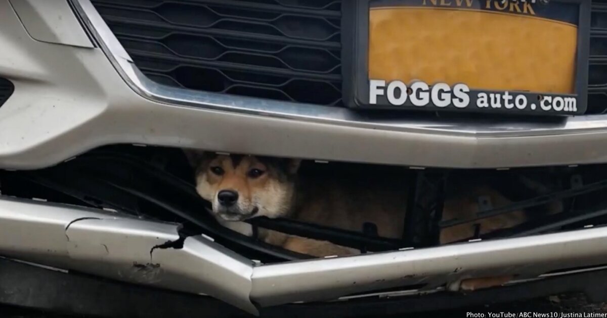 dog car grille