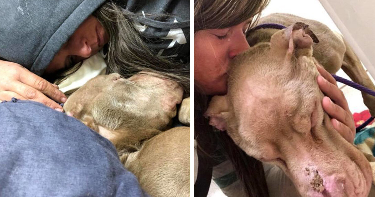 College Student Holds Dying Shelter Dog In Her Arms All Night So He Won&#39;t Pass  Away Alone - The Animal Rescue Site News