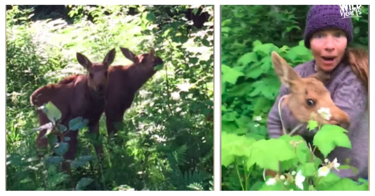 Family Rescues Twin Baby Moose After Their Mother Was Hit By A Car The Animal Rescue Site News