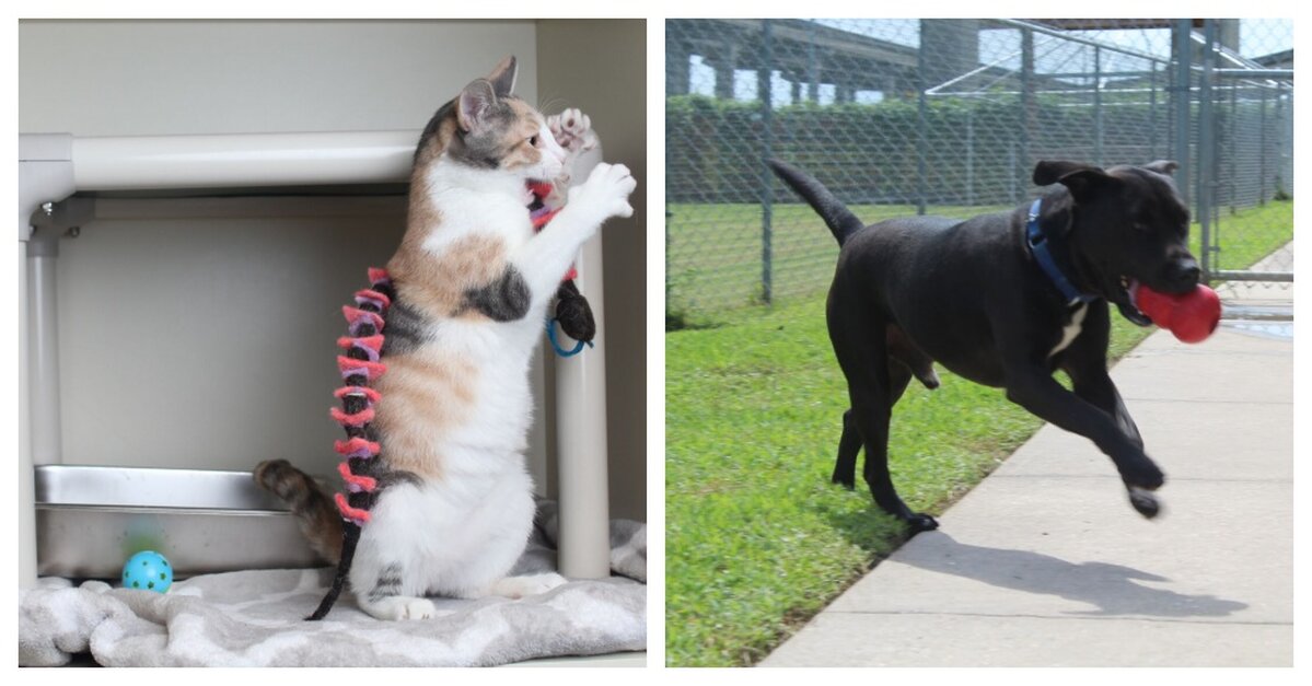 Christmas Came Early For Cats And Dogs At Louisiana Animal Shelter -  Bringing Castles, Toys, And Leashes - The Animal Rescue Site News