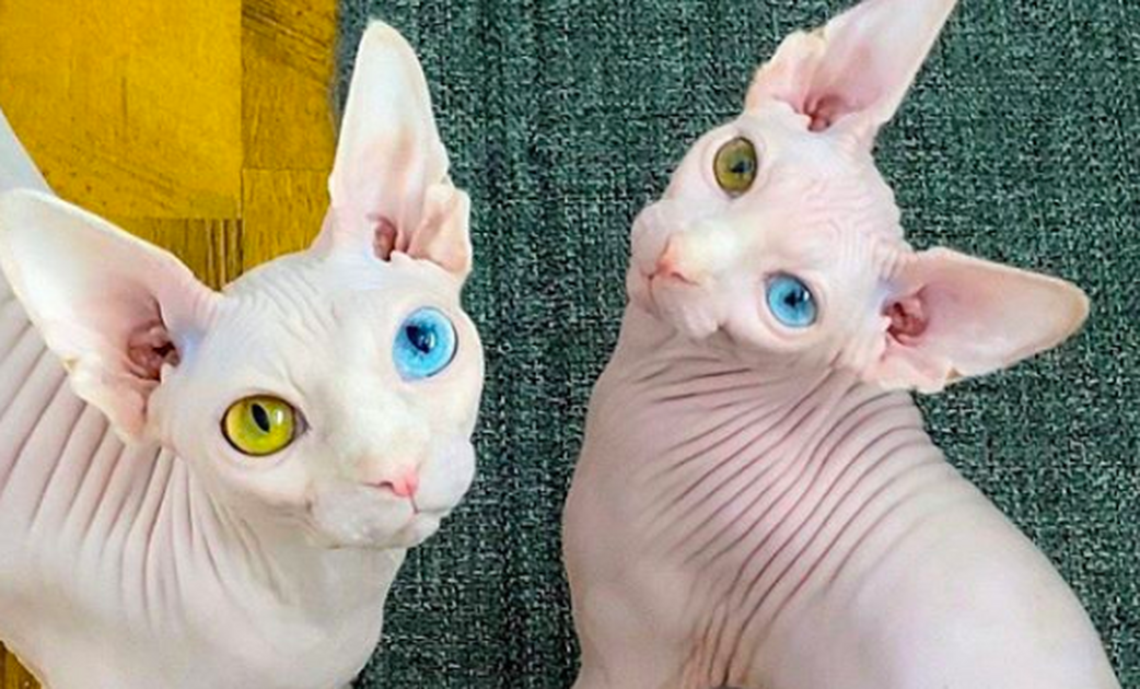 Sphynx Cats Mocked For Their Unusual Appearance Find Love On Instagram Familypet