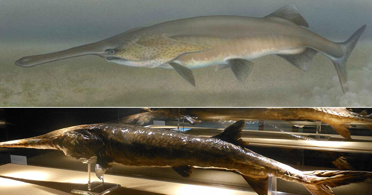 biggest freshwater fish