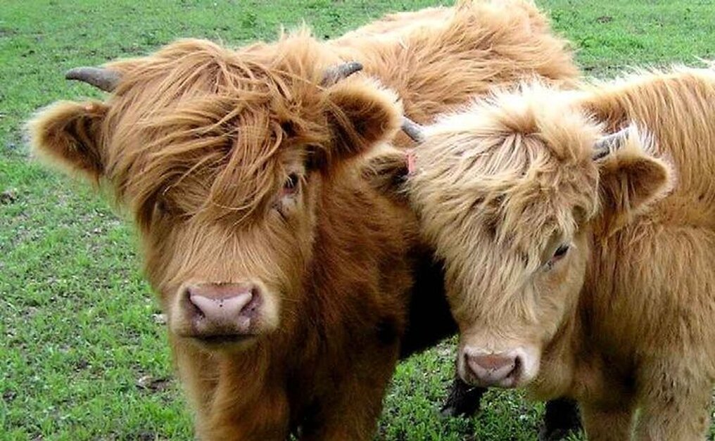 Miniature Fluffy Cows Exist And They Re Absolutely Adorable The Animal Rescue Site News
