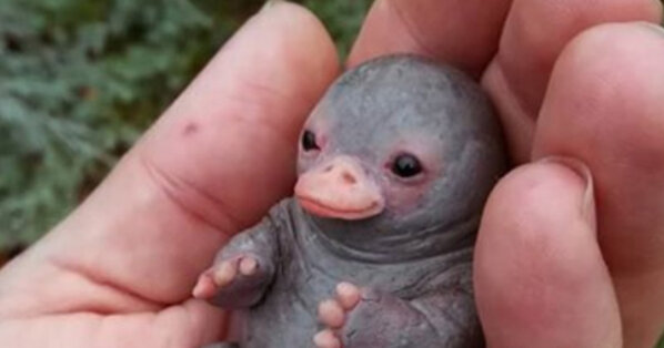 real life baby platypus