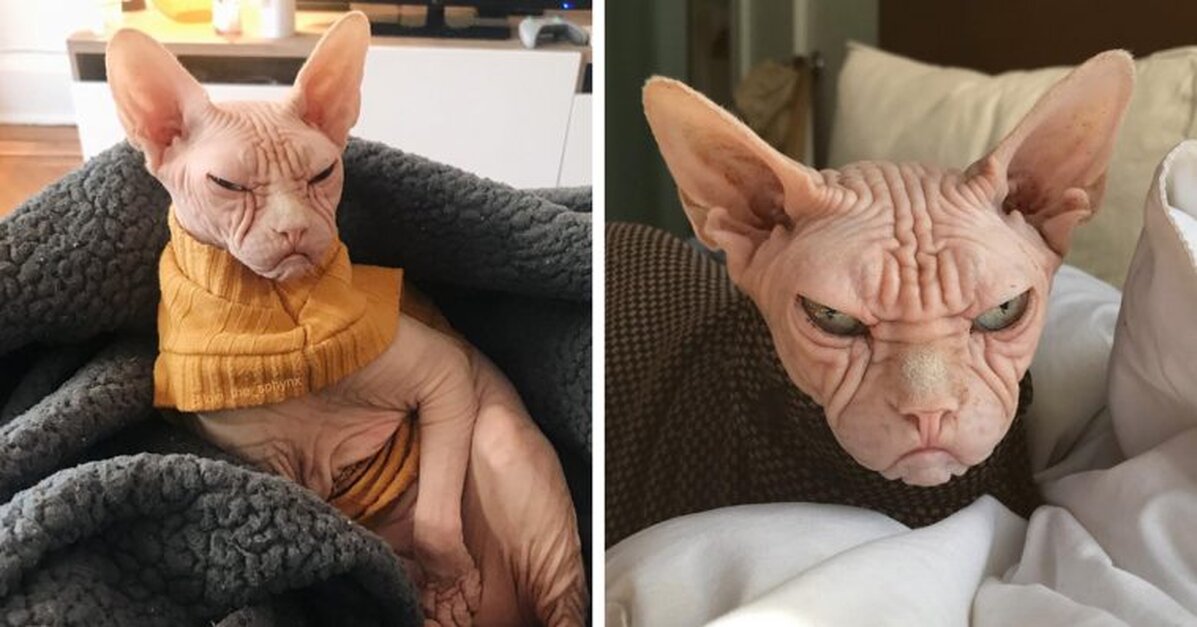 Pictures of Loki the Sphynx, the New Grumpy Cat