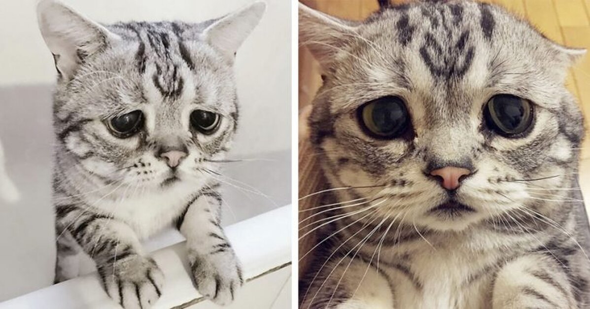 Meet Luhu, The Adorable Cat With A Permanent Sad Face - The Animal Rescue  Site News