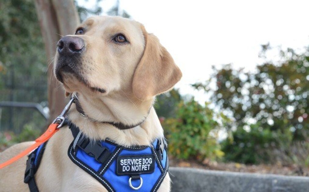 What To Do If A Service Dog Approaches You Alone Without Its Owner