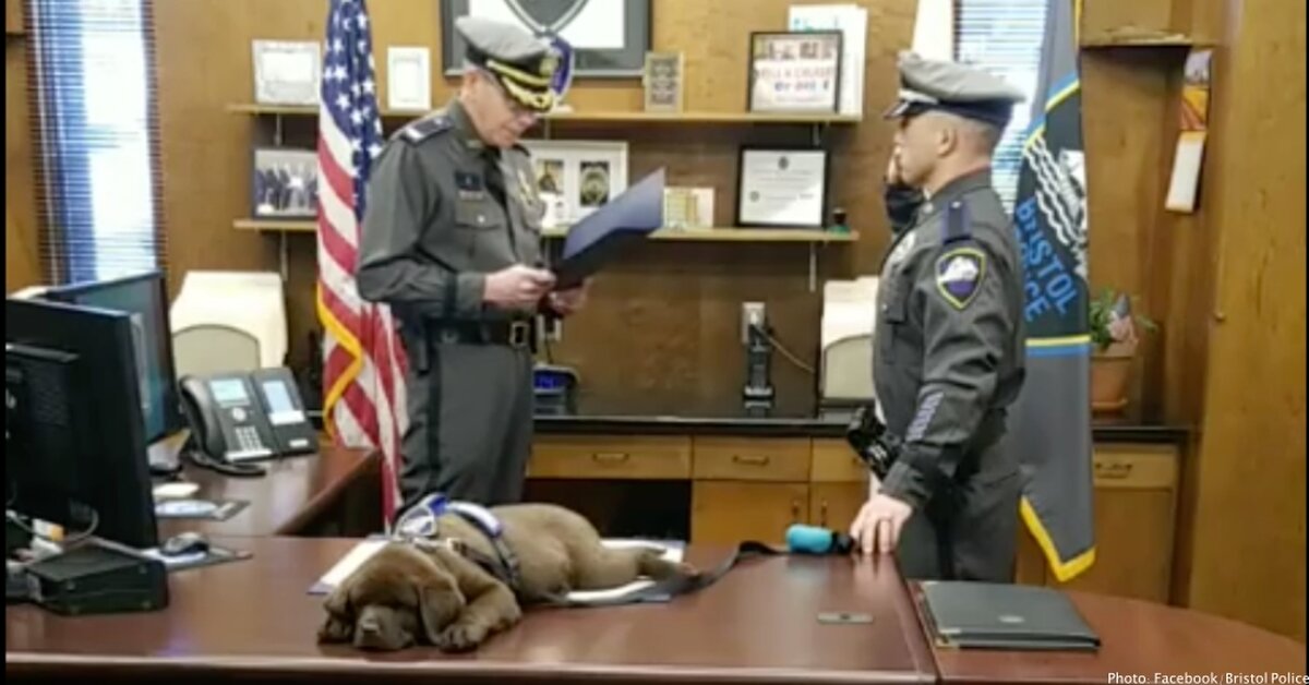 Adorable K-9 Puppy Sleeps Through His Entire Swearing-In Ceremony |  FamilyPet
