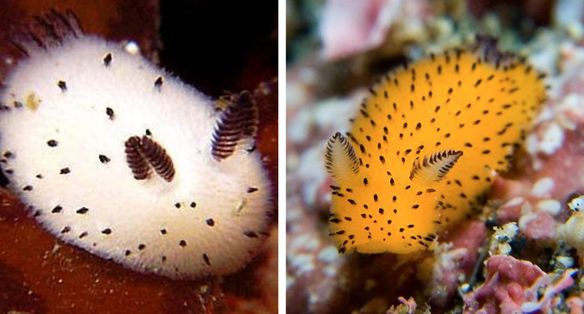 Meet Sea Bunnies: The Adorable Sea Creatures From Japan | The Rainforest  Site News