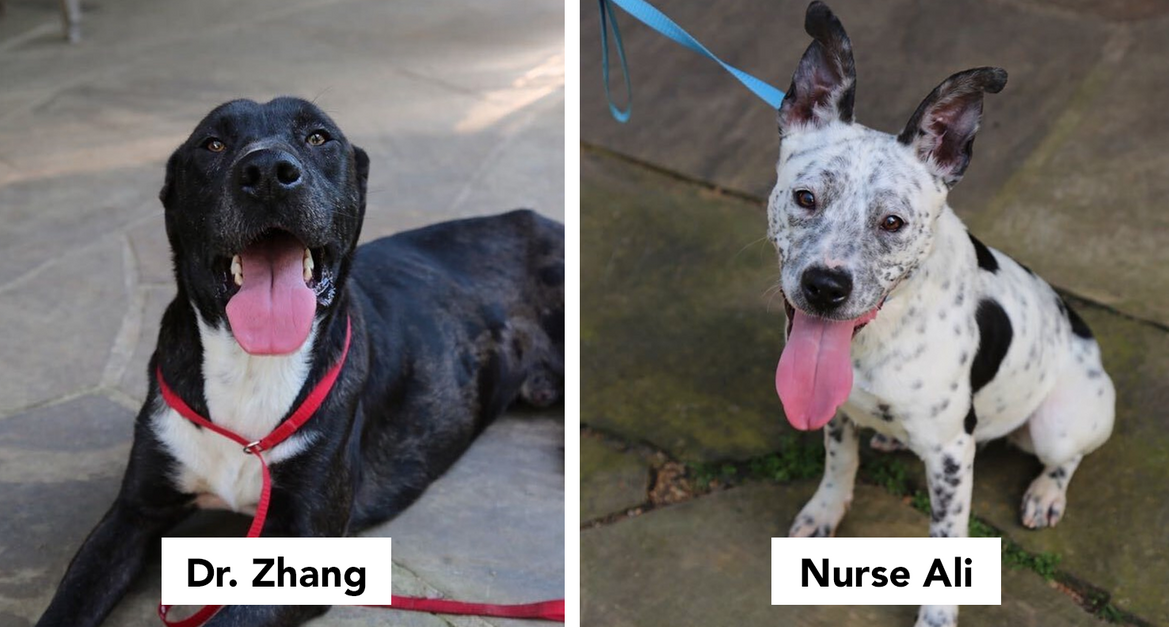 Animal Rescue Names Their Dogs After Health Heroes And Essential