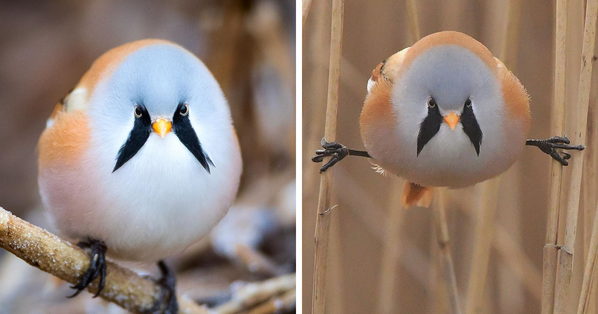 Meet The Bearded Reedling: A Fluffy Egg-Shaped Bird That Can Do The Splits  | The Rainforest Site News