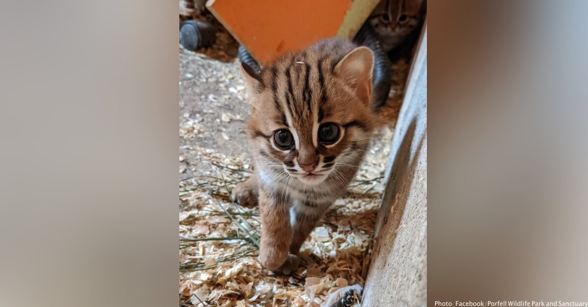 adopt rusty spotted cat