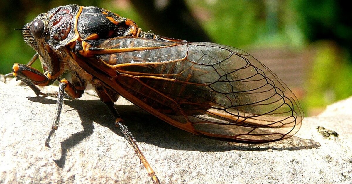 Millions Of Cicadas Are About To Invade Parts Of The East Coast After