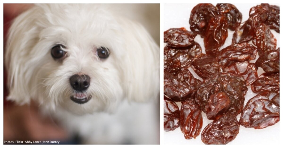 my dog ate one raisin