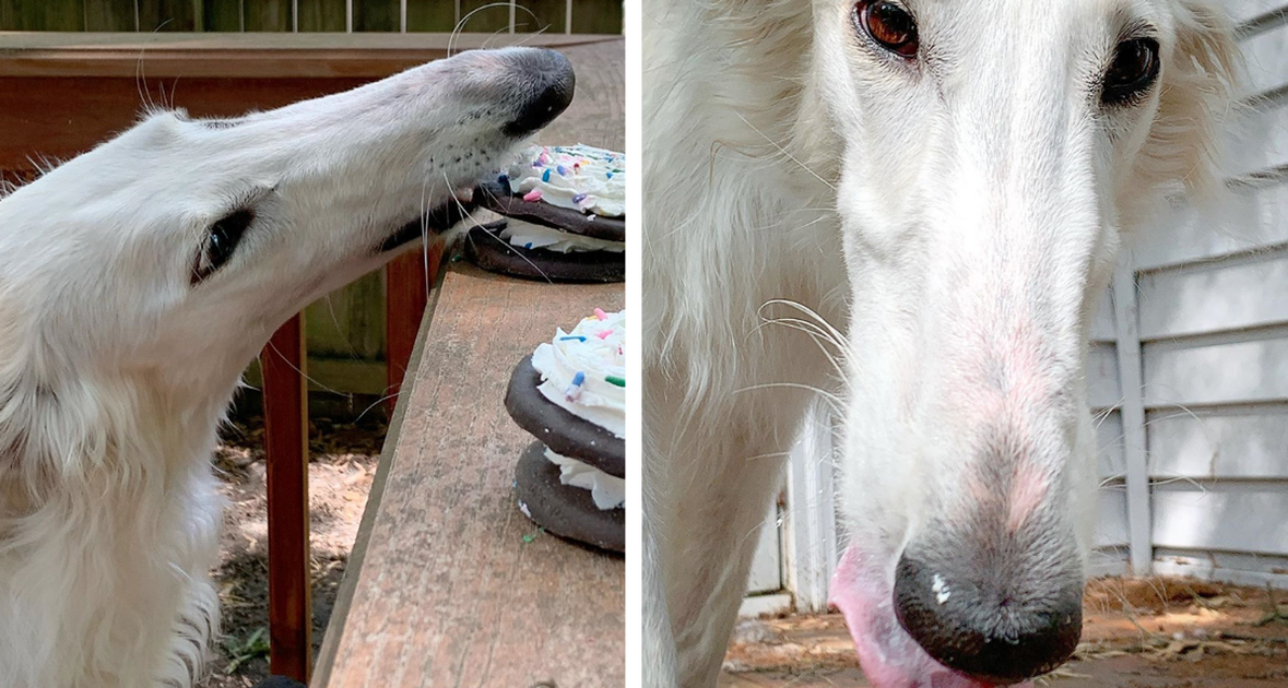 Borzoi Goes Viral With Her 12-Inch Long Snout | FamilyPet
