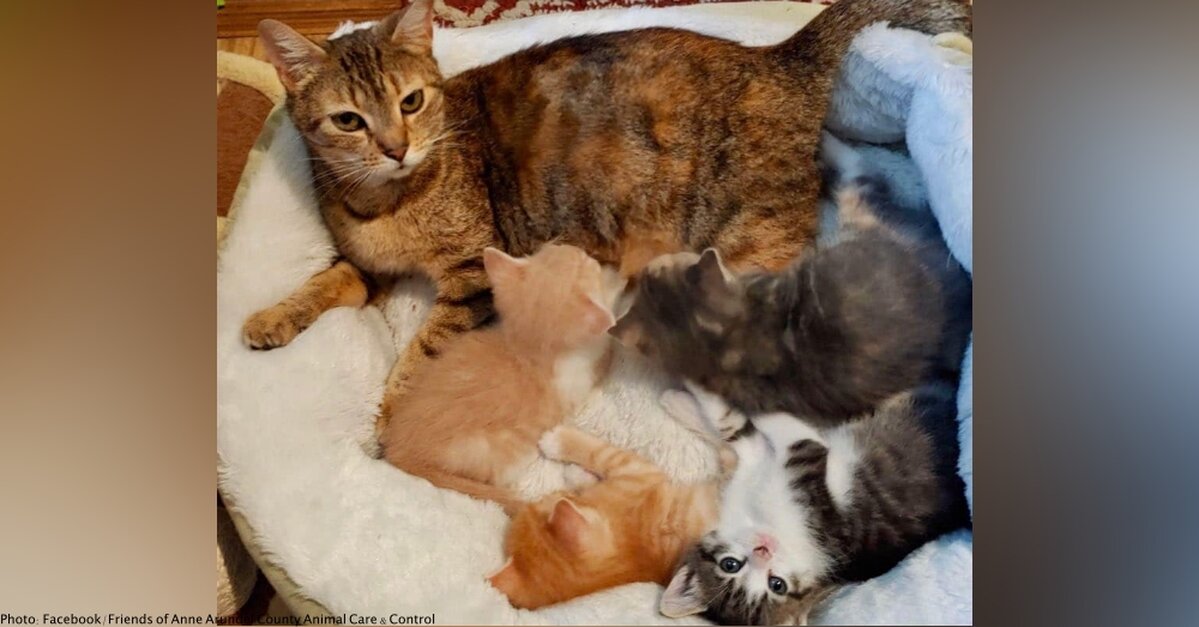 cat lost her kittens