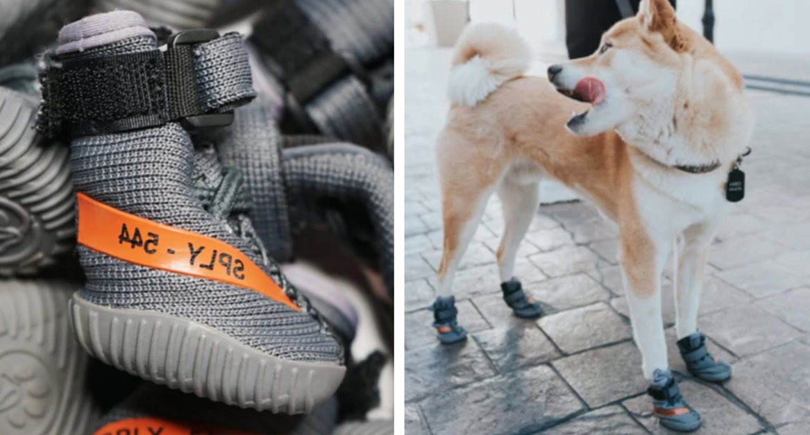 Unión Tectónico Oral You Can Now Get Your Dog Look-A-Like Yeezy Boost Sneakers - The Animal  Rescue Site News