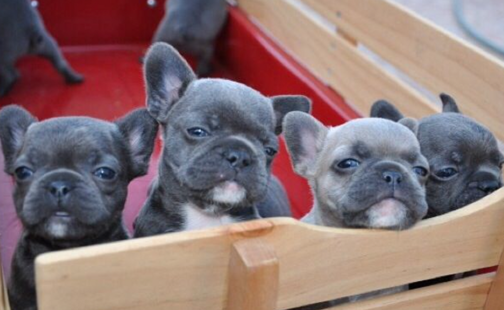 French Bulldog Puppies Payment Plan French Bulldog pups