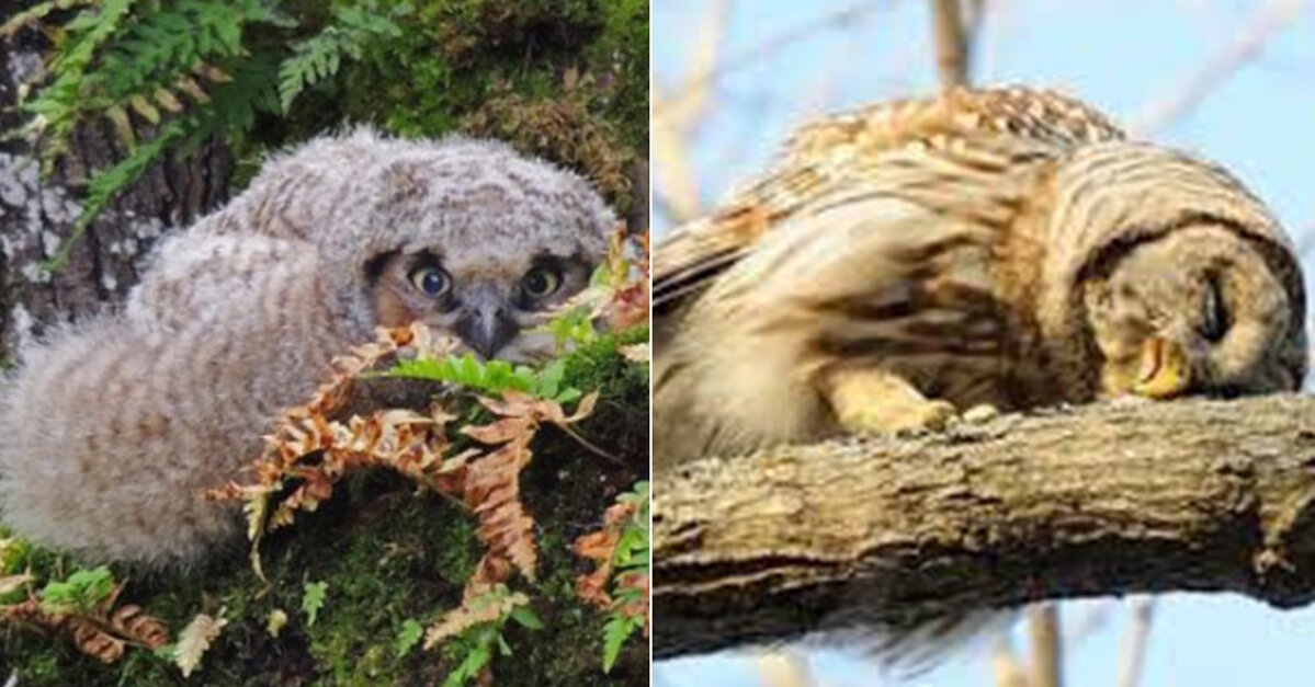 The Just Realized Baby Owls Sleep Face Down, And