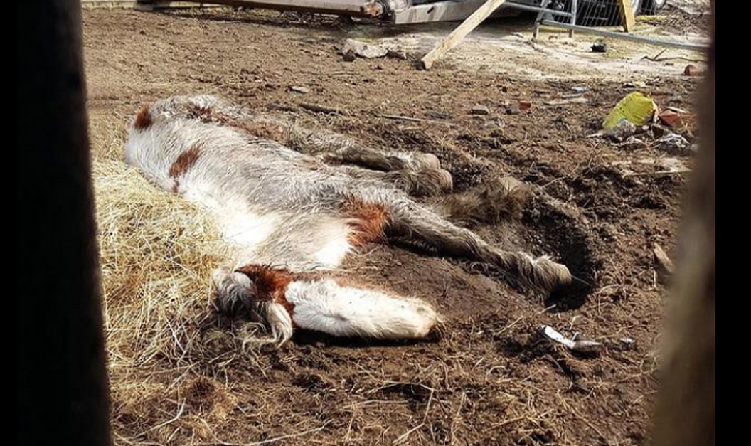 Rescuers Helped A Neglected Horse On The Brink Of Death Make A Recovery -  The Animal Rescue Site News