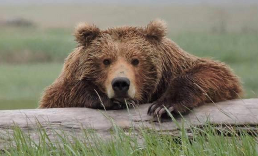 Bear Attacks (U.S. National Park Service)