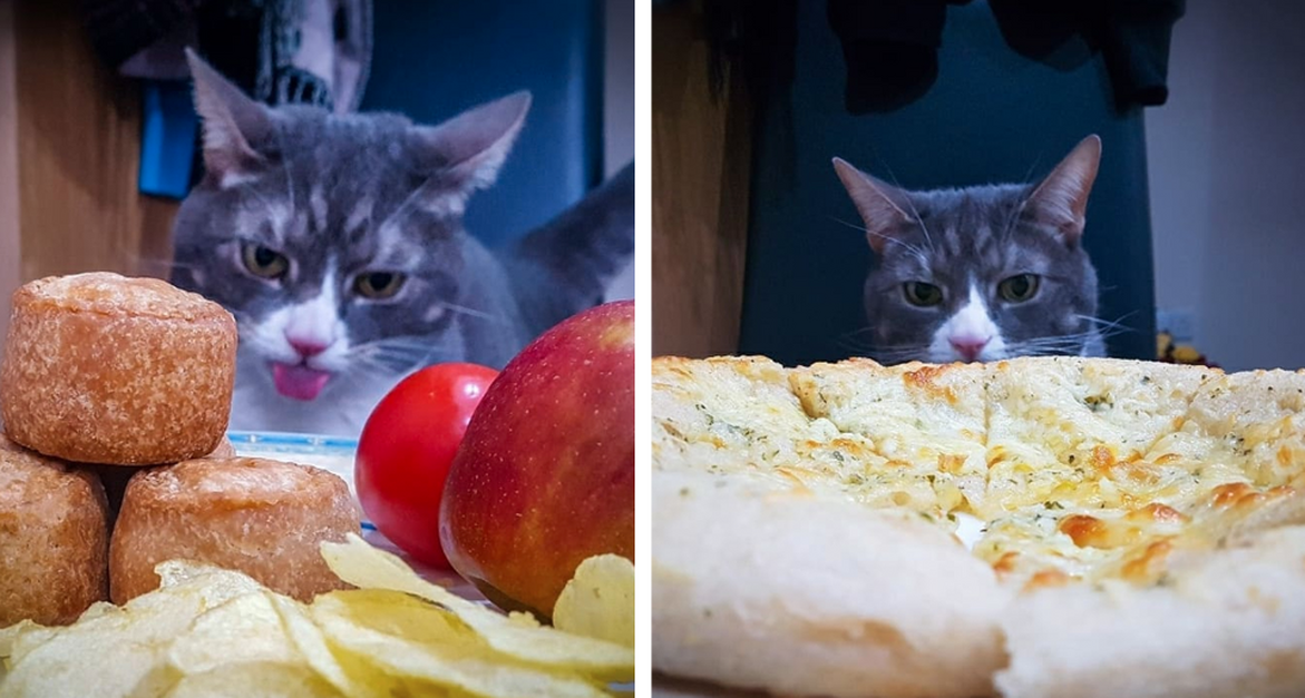 Man Makes An Entire Calendar Of His Cat Drooling Over Food The Animal