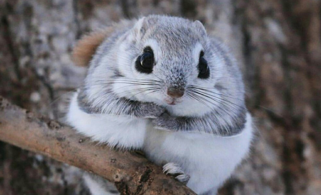 Flying Dwarf Squirrels That Live On An Island In Japan Look Like Giant