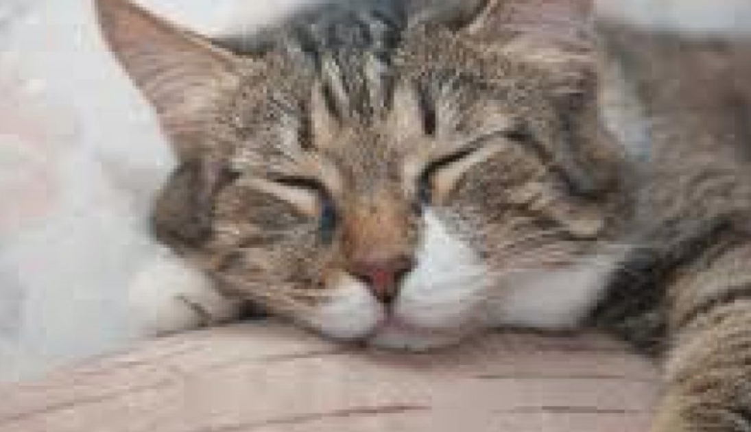 Why Does My Cat Sleep All Day Long? FamilyPet