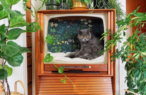 image - People Are Turning Retro TVs Into Trendy Cat Beds