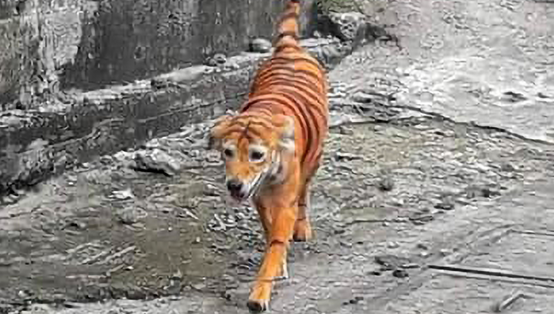image - Stray Dog That Was Painted Like A Tiger And Released Onto The Streets Sparks Outrage