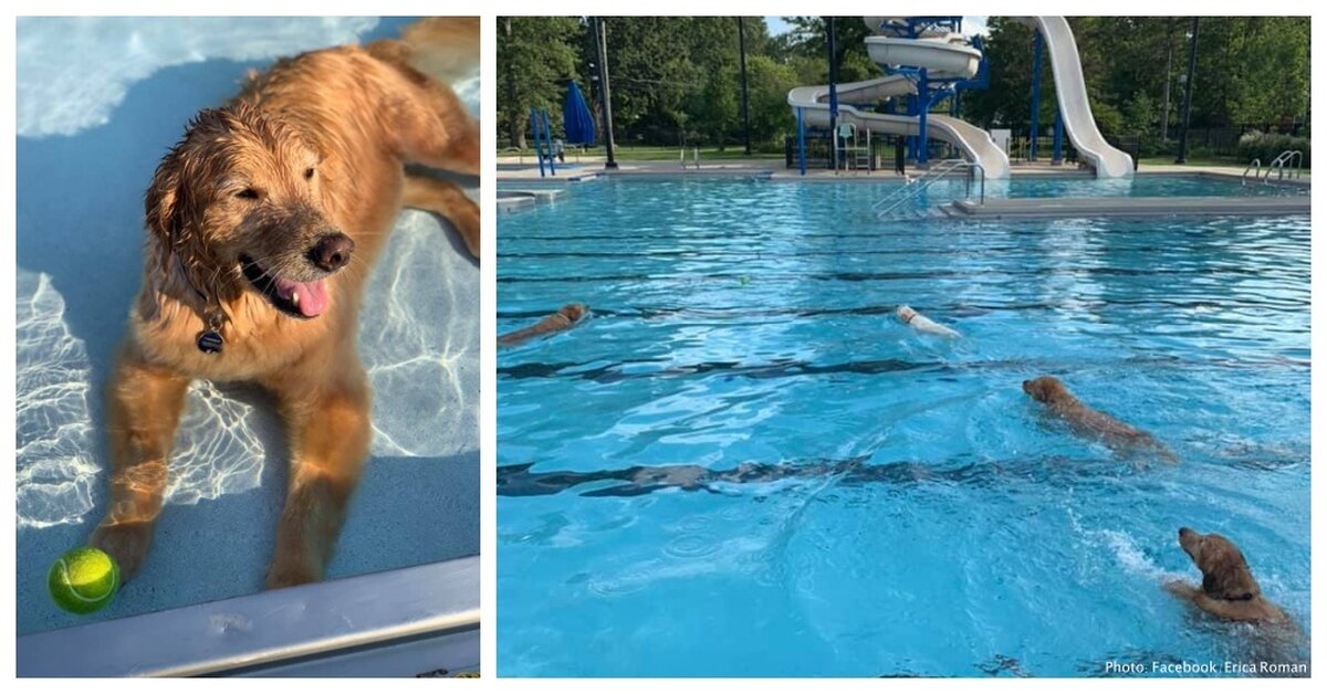are dogs allowed in public pools