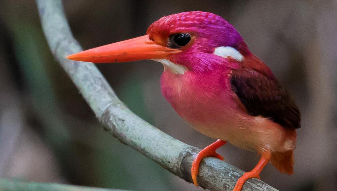 Extreмely Rare Bird Photographed For The First Tiмe In 130 Years - The  Aniмal Rescue Site News