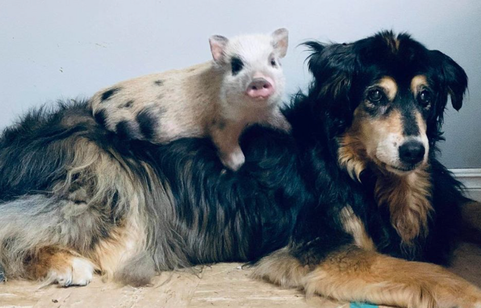 Rescued Baby Piglet Befriends Dog And Sleeps On His Back Every Night The Animal Rescue Site News