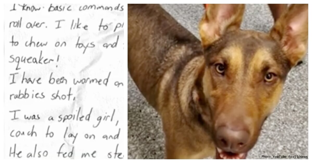 Abandoned Dog Found Tied To Tree With Heartbreaking Note - The Animal  Rescue Site News