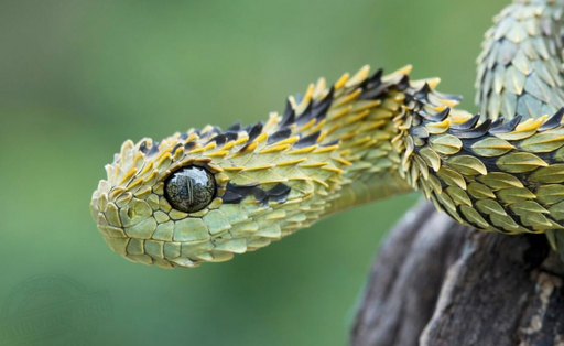 The Great Lakes bush viper (Atheris nitschei) is spectacular snake