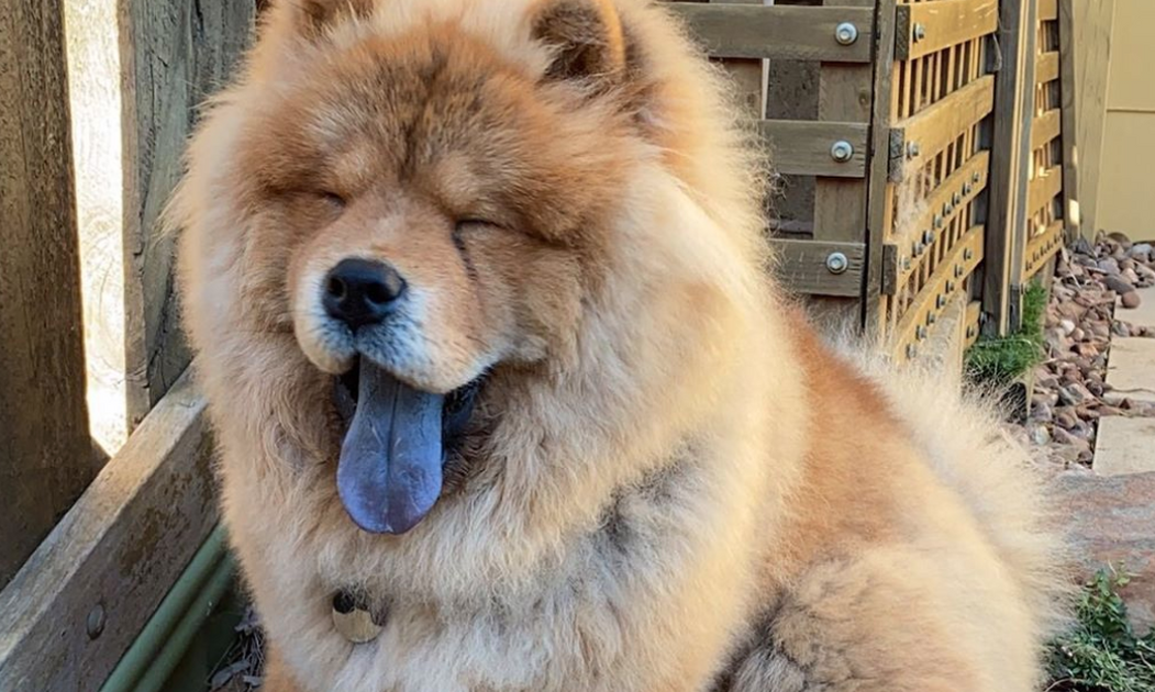 Why Do Chow Chows Have Blue Tongues? FamilyPet